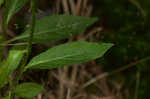 Cardinal flower